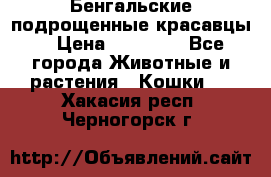 Бенгальские подрощенные красавцы. › Цена ­ 20 000 - Все города Животные и растения » Кошки   . Хакасия респ.,Черногорск г.